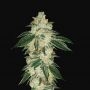 Green Crack Auto Feminized Marijuana Strain by Fast Buds For Sale Online at Cannabis Seeds Outlet
