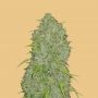 Jack Herer Auto Feminized Marijuana Strain by Fast Buds For Sale Online at Cannabis Seeds Outlet