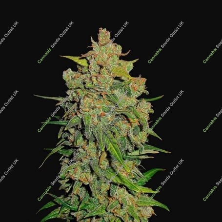 Lemon AK Auto Feminized Marijuana Strain by Fast Buds For Sale Online at Cannabis Seeds Outlet