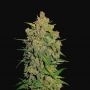 Lemon AK Auto Feminized Marijuana Strain by Fast Buds For Sale Online at Cannabis Seeds Outlet