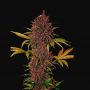 LSD-25 Auto Female Fast Buds Cannabis Seeds