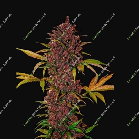 LSD-25 Auto Feminized Marijuana Strain by Fast Buds For Sale Online at Cannabis Seeds Outlet