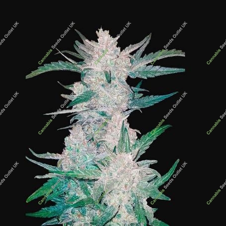 Mexican Airlines Auto Feminized Marijuana Strain by Fast Buds For Sale Online at Cannabis Seeds Outlet
