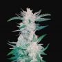 Mexican Airlines Auto Feminized Marijuana Strain by Fast Buds For Sale Online at Cannabis Seeds Outlet