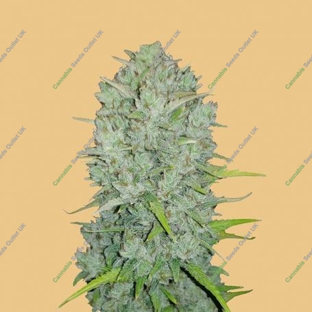 Northern Lights Auto Feminized Marijuana Strain by Fast Buds For Sale Online at Cannabis Seeds Outlet