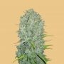 Northern Lights Auto Feminized Marijuana Strain by Fast Buds For Sale Online at Cannabis Seeds Outlet