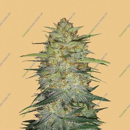 OG Kush Auto Feminized Marijuana Strain by Fast Buds For Sale Online at Cannabis Seeds Outlet