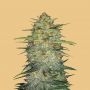 OG Kush Auto Feminized Marijuana Strain by Fast Buds For Sale Online at Cannabis Seeds Outlet