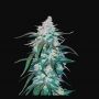 Pineapple Express Auto Fem Fast Buds Weed Seeds