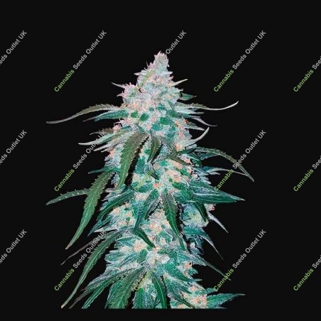Pineapple Express Auto Feminized Marijuana Strain by Fast Buds For Sale Online at Cannabis Seeds Outlet