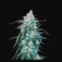 Pineapple Express Auto Feminized Marijuana Strain by Fast Buds For Sale Online at Cannabis Seeds Outlet
