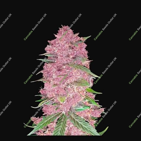 Purple Lemonade Auto Feminized Marijuana Strain by Fast Buds For Sale Online at Cannabis Seeds Outlet