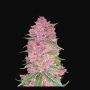 Purple Lemonade Auto Feminized Marijuana Strain by Fast Buds For Sale Online at Cannabis Seeds Outlet