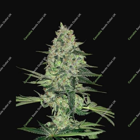 Rhino Ryder Auto Feminized Marijuana Strain by Fast Buds For Sale Online at Cannabis Seeds Outlet