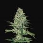Rhino Ryder Auto Feminized Marijuana Strain by Fast Buds For Sale Online at Cannabis Seeds Outlet
