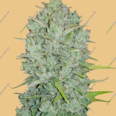 Russian Auto Feminized Marijuana Strain by Fast Buds For Sale Online at Cannabis Seeds Outlet