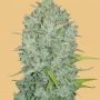 Russian Auto Feminized Marijuana Strain by Fast Buds For Sale Online at Cannabis Seeds Outlet