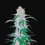 Six Shooter Auto Female Fast Buds Cannabis Seeds
