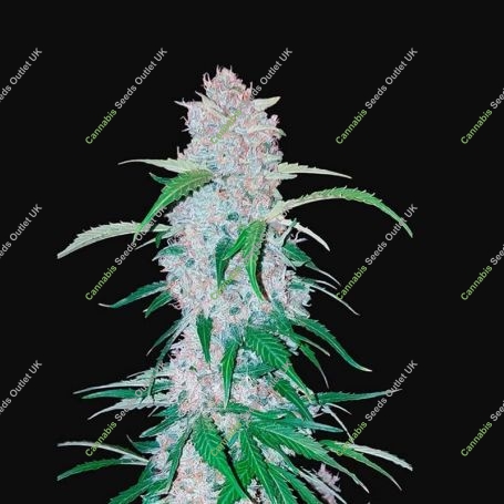 Six Shooter Auto Feminized Marijuana Strain by Fast Buds For Sale Online at Cannabis Seeds Outlet