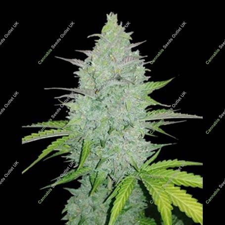 Skunk Auto Feminized Marijuana Strain by Fast Buds For Sale Online at Cannabis Seeds Outlet