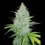 Skunk Auto Feminized Marijuana Strain by Fast Buds For Sale Online at Cannabis Seeds Outlet
