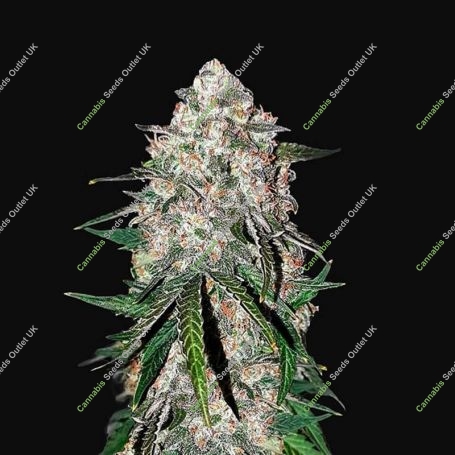 Smoothie Auto Feminized Marijuana Strain by Fast Buds For Sale Online at Cannabis Seeds Outlet