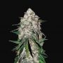 Smoothie Auto Feminized Marijuana Strain by Fast Buds For Sale Online at Cannabis Seeds Outlet