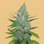 Sour Diesel Auto Female Fast Buds Cannabis Seeds