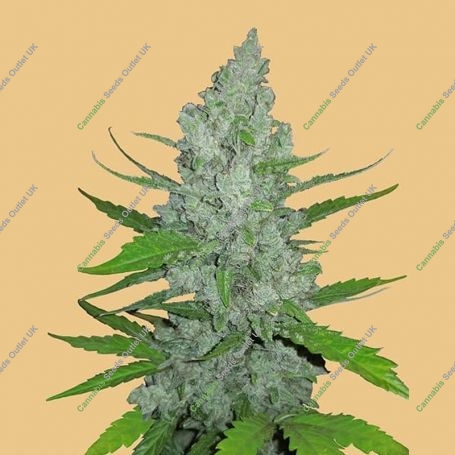 Sour Diesel Auto Feminized Marijuana Strain by Fast Buds For Sale Online at Cannabis Seeds Outlet