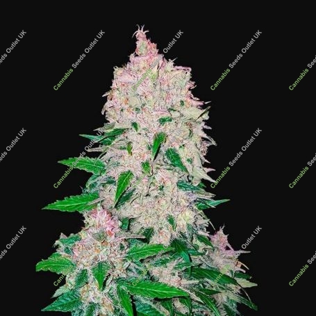 Stardawg Auto Feminized Marijuana Strain by Fast Buds For Sale Online at Cannabis Seeds Outlet