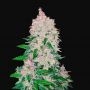 Stardawg Auto Feminized Marijuana Strain by Fast Buds For Sale Online at Cannabis Seeds Outlet