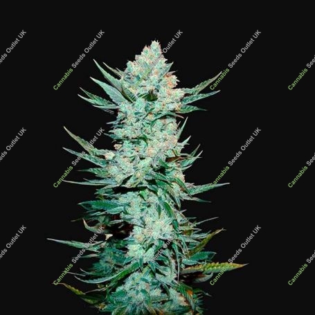 Tangiematic Auto Feminized Marijuana Strain by Fast Buds For Sale Online at Cannabis Seeds Outlet