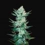 Tangiematic Auto Feminized Marijuana Strain by Fast Buds For Sale Online at Cannabis Seeds Outlet