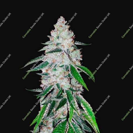 West Coast OG Auto Feminized Marijuana Strain by Fast Buds For Sale Online at Cannabis Seeds Outlet