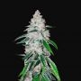 West Coast OG Auto Feminized Marijuana Strain by Fast Buds For Sale Online at Cannabis Seeds Outlet
