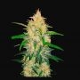 Zkittlez Auto Feminized Marijuana Strain by Fast Buds For Sale Online at Cannabis Seeds Outlet