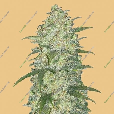 White Widow Auto Feminized Marijuana Strain by Fast Buds For Sale Online at Cannabis Seeds Outlet