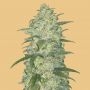 White Widow Auto Feminized Marijuana Strain by Fast Buds For Sale Online at Cannabis Seeds Outlet