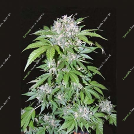 AK Auto Feminized Marijuana Strain by Female Seeds NL For Sale Online at Cannabis Seeds Outlet