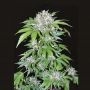 AK Auto Feminized Marijuana Strain by Female Seeds NL For Sale Online at Cannabis Seeds Outlet