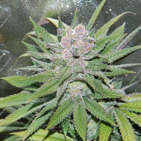 Blueberry Cheesecake Feminized Marijuana Strain by Female Seeds NL For Sale Online at Cannabis Seeds Outlet