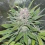 Blueberry Cheesecake Feminized Marijuana Strain by Female Seeds NL For Sale Online at Cannabis Seeds Outlet