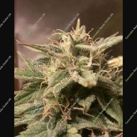 Bubble Auto Feminized Marijuana Strain by Female Seeds NL For Sale Online at Cannabis Seeds Outlet