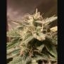 Bubble Auto Feminized Marijuana Strain by Female Seeds NL For Sale Online at Cannabis Seeds Outlet