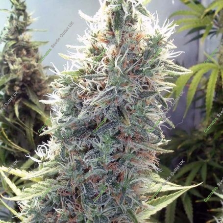 C99 Marijuana Strain by Female Seeds NL For Sale Online at Cannabis Seeds Outlet