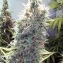 C99 Marijuana Strain by Female Seeds NL For Sale Online at Cannabis Seeds Outlet