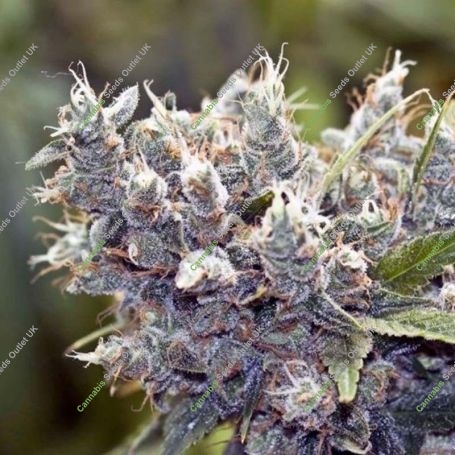 Bubblegummer Feminized Marijuana Strain by Female Seeds NL For Sale Online at Cannabis Seeds Outlet