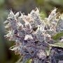 Bubblegummer Feminized Marijuana Strain by Female Seeds NL For Sale Online at Cannabis Seeds Outlet