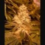 Kush Auto Feminized Marijuana Strain by Female Seeds NL For Sale Online at Cannabis Seeds Outlet