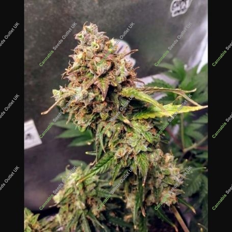 Northern Lights Auto Feminized Marijuana Strain by Female Seeds NL For Sale Online at Cannabis Seeds Outlet